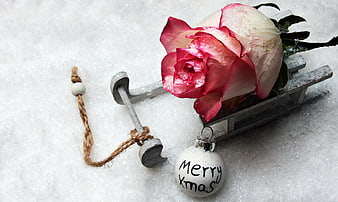 Pink Rose in Miniature Wooden Sled on Snow with Merry Christmas Ornament