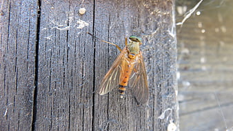 Close-up of a Hoverfly on Weathered Wood