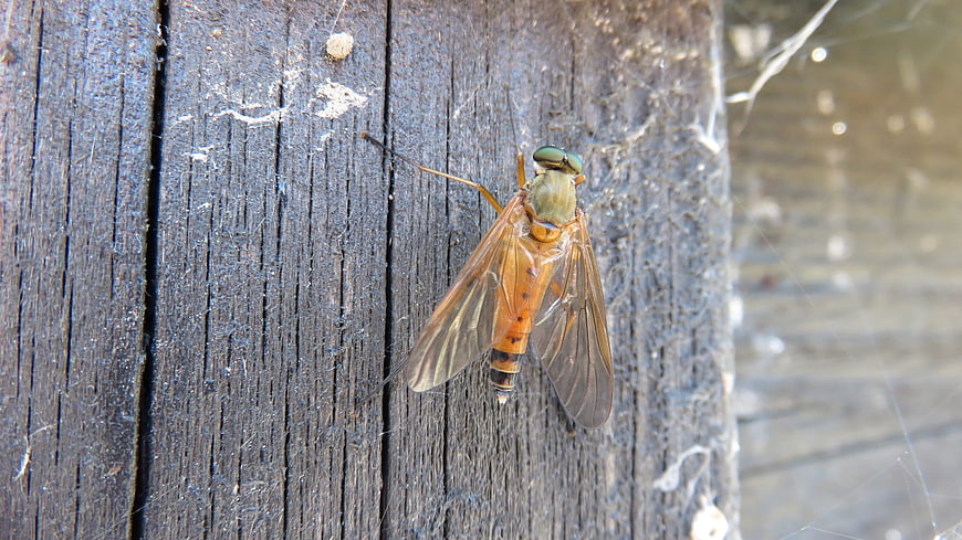 Close-up of a Hoverfly on Weathered Wood