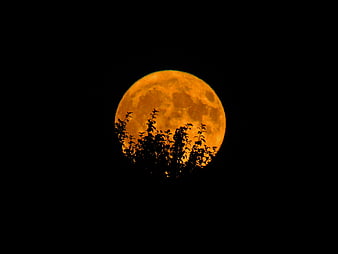 Large Orange Full Moon Silhouetted by Tree Branches