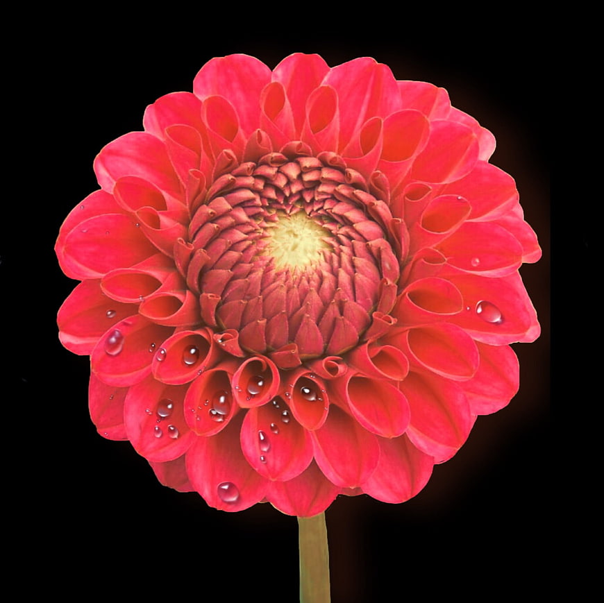 Vibrant Red Dahlia with Water Drops on Black Background