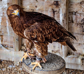 Golden Eagle Perched on Wooden Stand in Enclosure