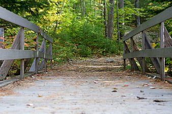 Wooden Bridge Path in Green Forest
