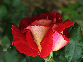 Close-up of a red and yellow rose with water droplets