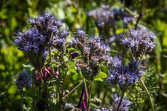 Close-up of purple phacelia flowers in a sunny garden