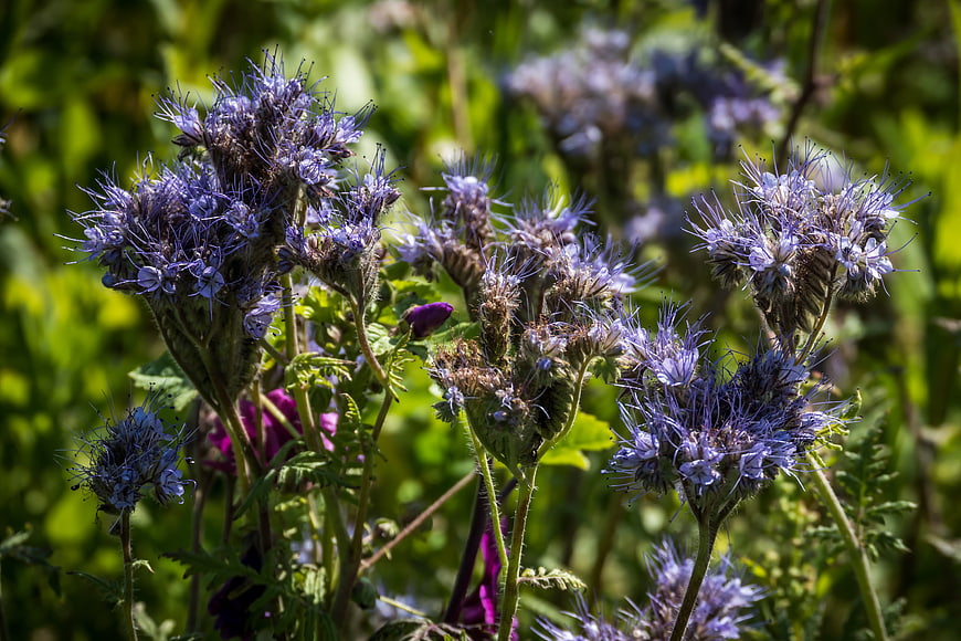 Close-up of purple phacelia flowers in a sunny garden