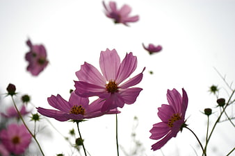 Pink Cosmos Flowers Against White Sky Background