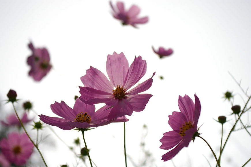 Pink Cosmos Flowers Against White Sky Background