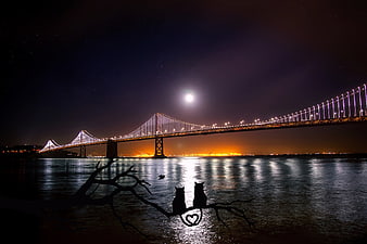 Silhouette of two cats on branch with Bay Bridge night background