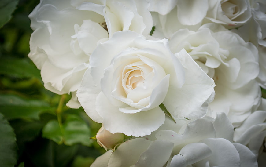Close-up of elegant white roses with soft petals and green leaves