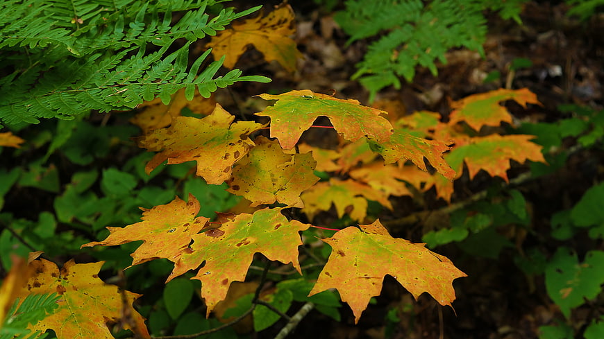 Autumn Maple Leaves and Ferns in Forest Undergrowth
