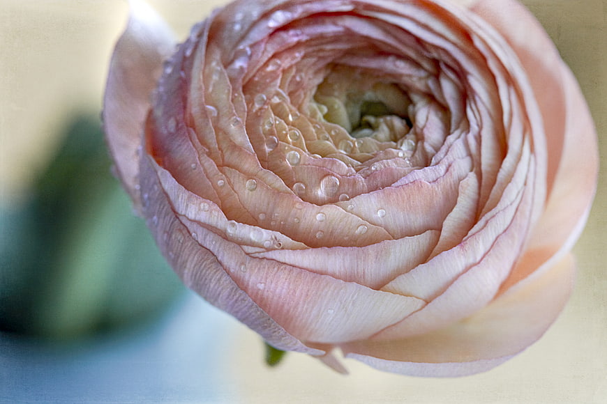 Close-up of Pink Ranunculus Flower with Water Droplets