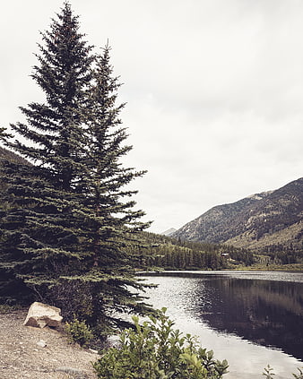 Serene Mountain Lake with Tall Pine Tree
