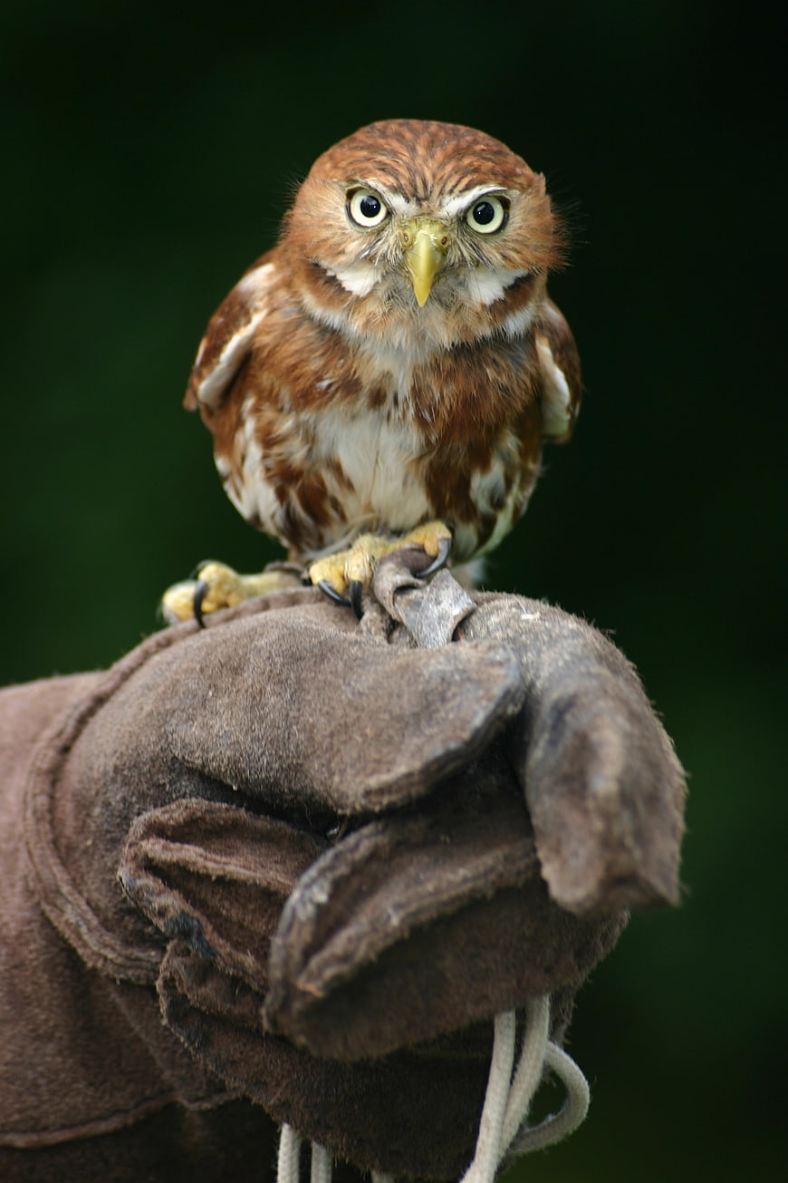 Little Owl Perched on Falconer's Glove