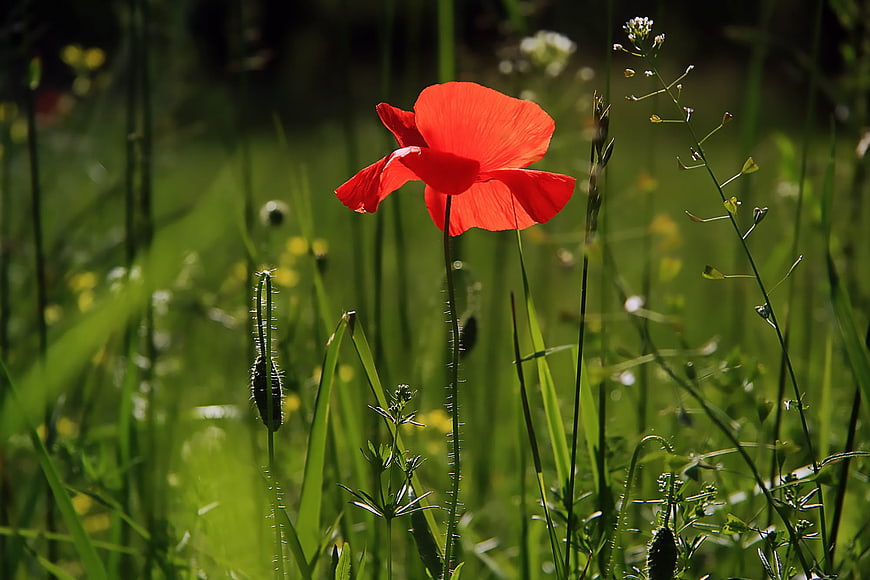 Vibrant Red Poppy Flower in Green Summer Meadow