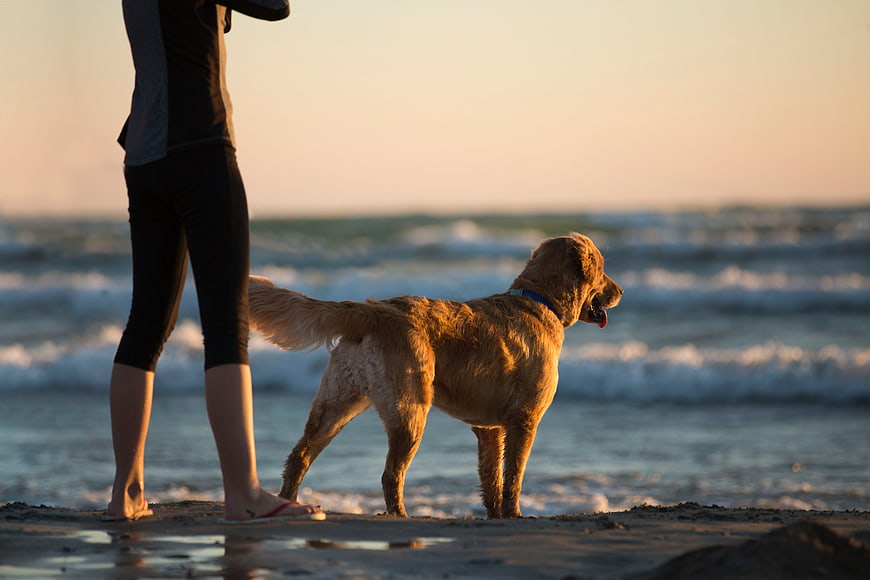 Woman and Golden Retriever Dog on Beach at Sunset