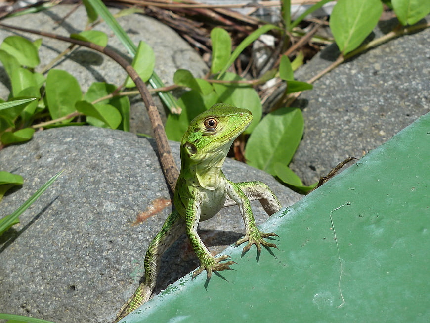 Green Basilisk Lizard Climbing on Concrete and Green Surface