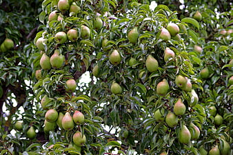 Ripe Green Pears Hanging On A Leafy Tree Branch