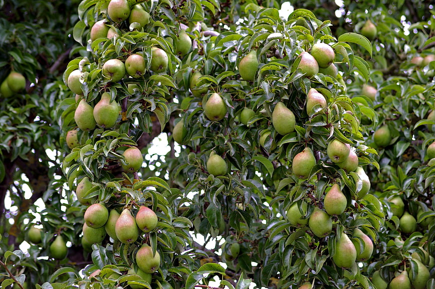 Ripe Green Pears Hanging On A Leafy Tree Branch