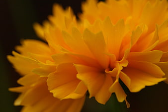 Close-up of vibrant yellow marigold flower petals