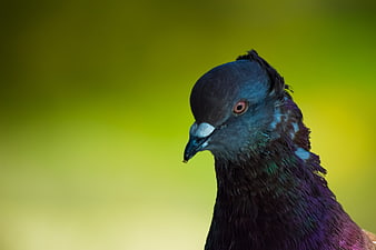 Close-up portrait of pigeon head with iridescent feathers