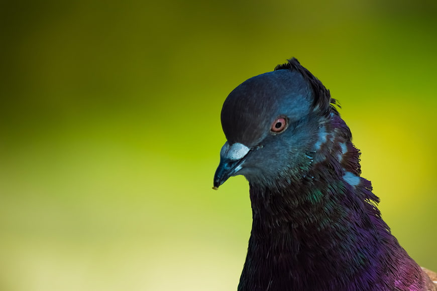 Close-up portrait of pigeon head with iridescent feathers