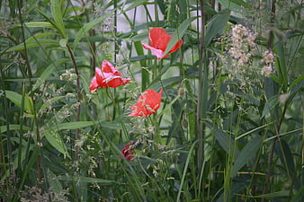 Red Poppies Blooming in Tall Green Grass
