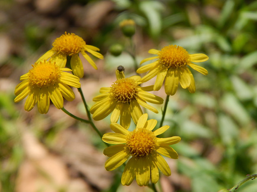 Close-up of yellow wildflowers in natural sunlight