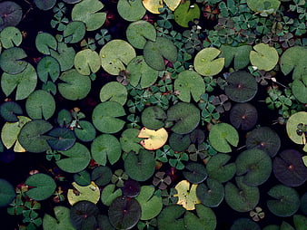 Top View of Green Lily Pads and Clover on Dark Pond Water