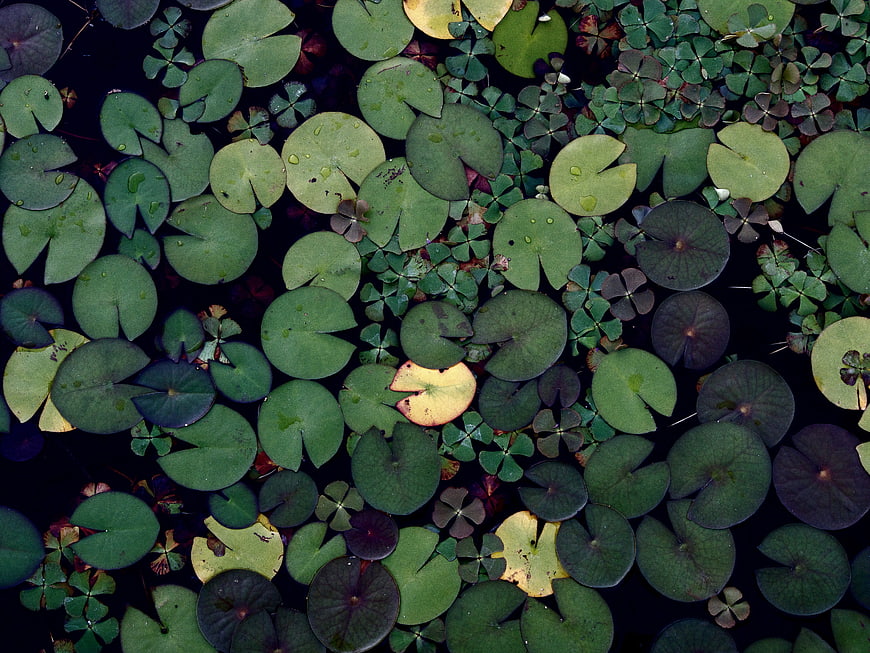 Top View of Green Lily Pads and Clover on Dark Pond Water