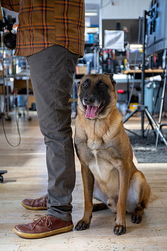 Happy Belgian Malinois Dog Sitting Next to Owner in Creative Studio