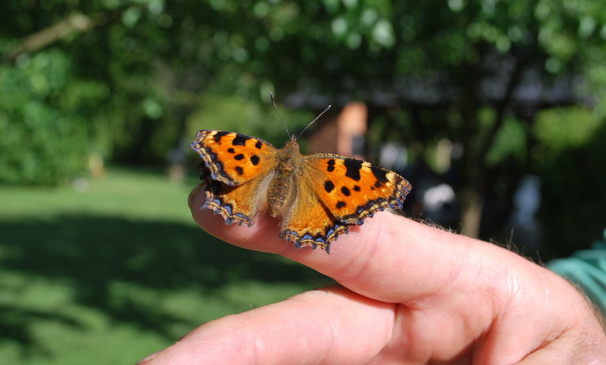 Small Tortoiseshell Butterfly Resting on Human Finger