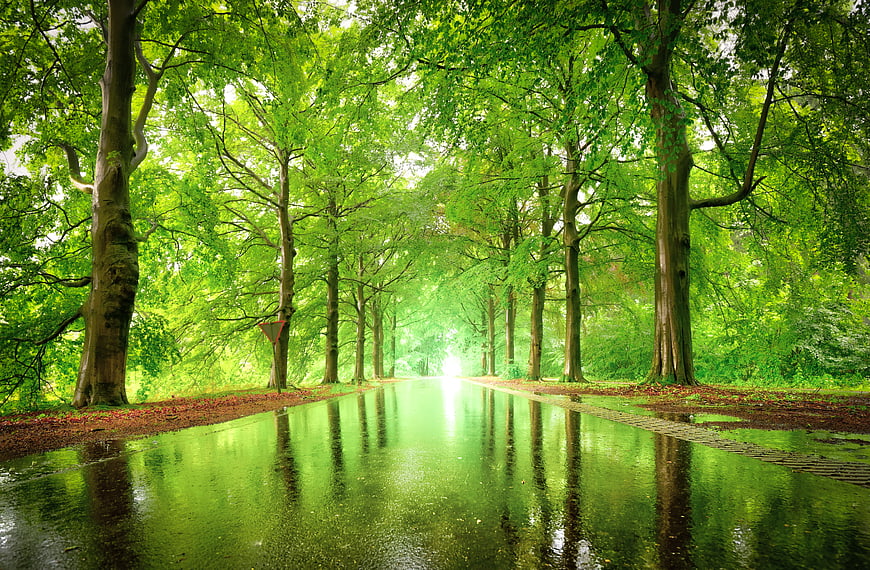 Rainy tree-lined road with vibrant green reflections