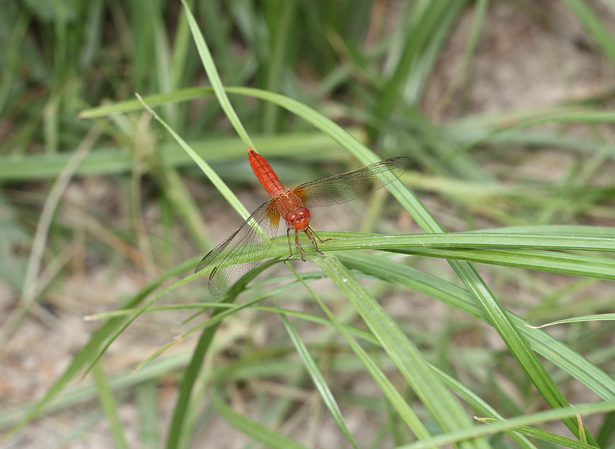 Red Dragonfly Perched on Green Grass Blade