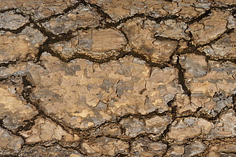 Close-up texture of weathered tree bark with deep cracks
