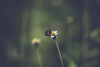 Dark Butterfly on White Daisy in Nature
