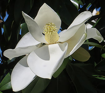 Close-up of a white magnolia flower in sunlight