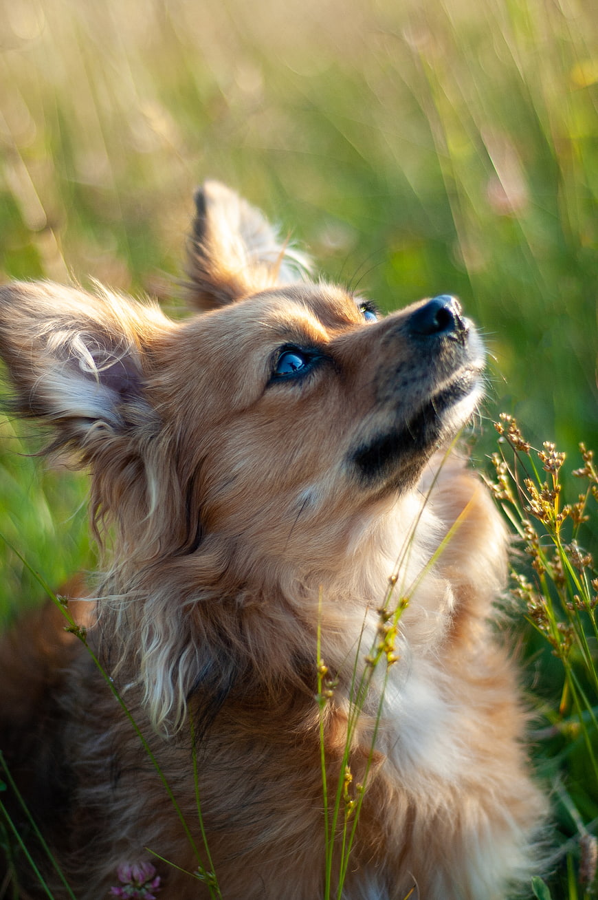 Portrait of a Papillon Dog in a Grassy Field