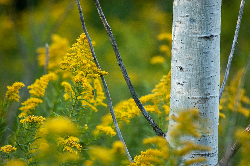 Close-up of aspen tree trunk with yellow goldenrod flowers