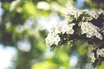 White flowering branch with green bokeh background