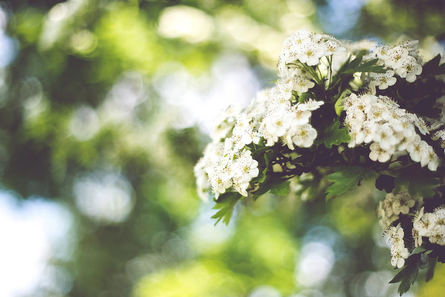 White flowering branch with green bokeh background