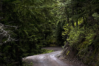 Winding gravel road through dense green forest