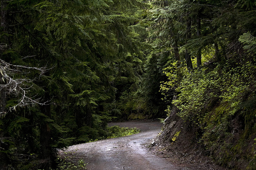 Winding gravel road through dense green forest