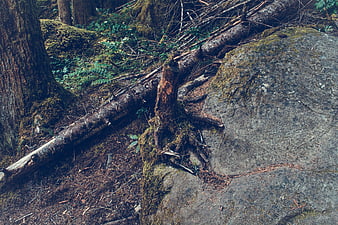 Mossy Forest Floor with Fallen Log and Large Rock