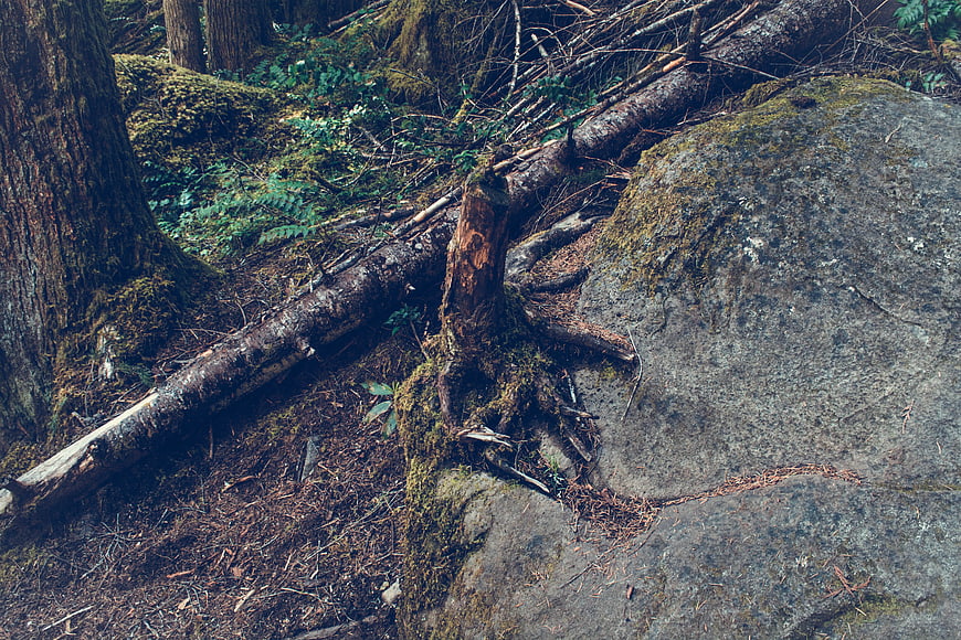 Mossy Forest Floor with Fallen Log and Large Rock
