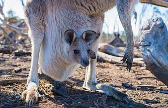 Close-up of a baby kangaroo peeking from its mother's pouch