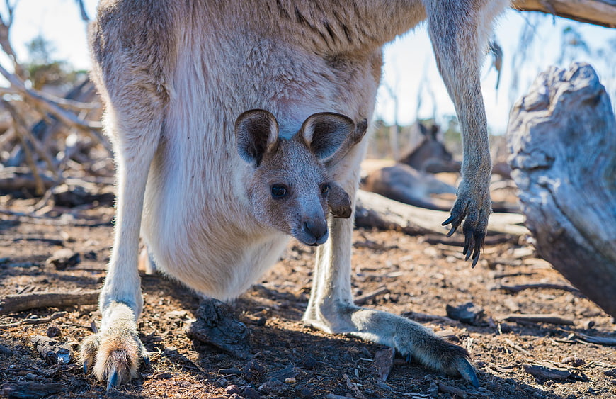 Close-up of a baby kangaroo peeking from its mother's pouch