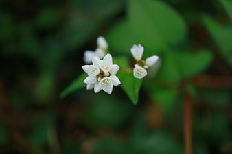 Close-up of delicate white wildflowers with green bokeh background