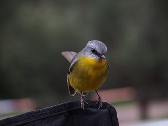 Yellow-bellied Flycatcher Perched on Black Fabric