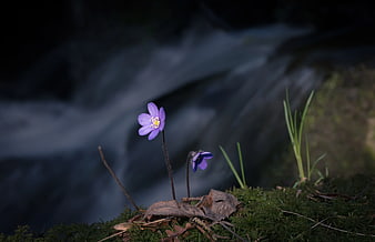 Purple Hepatica Flower by Blurred Waterfall Stream